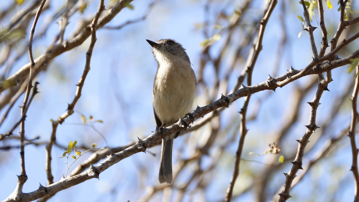 Южная ньютония - ML646106335