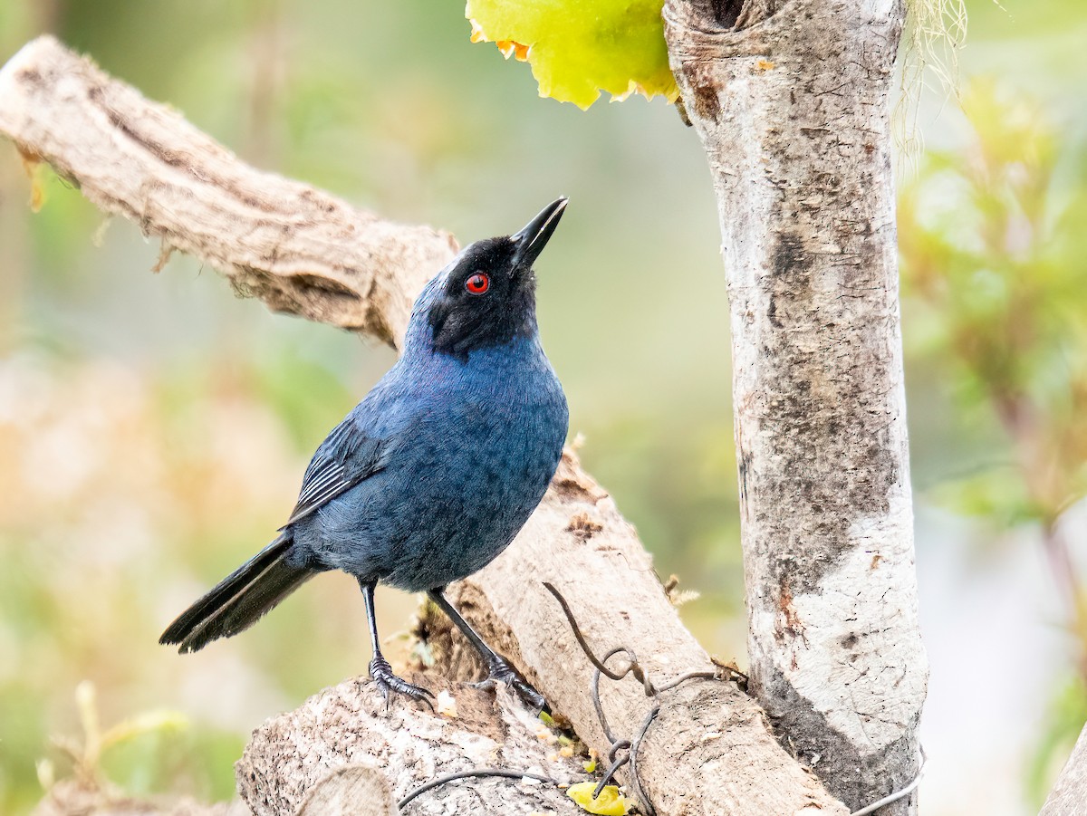 Масковый цветокол - ML646106336