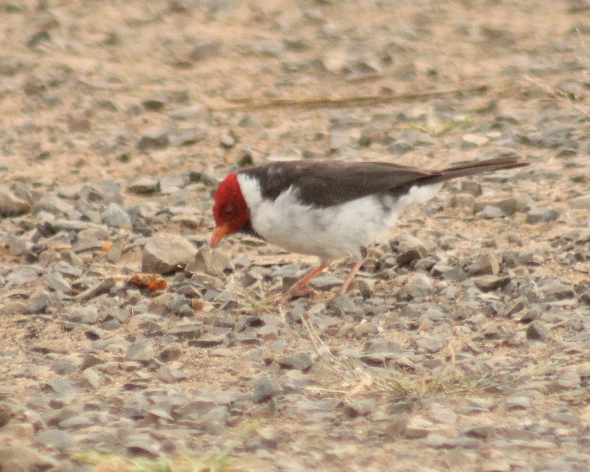 Желтоклювая танагра-кардинал - ML646106337