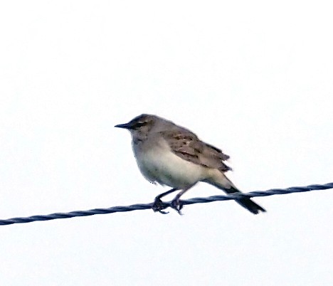 Rufous Songlark - ML646106347