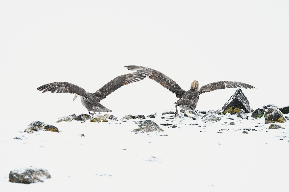 Southern Giant-Petrel - ML646106351