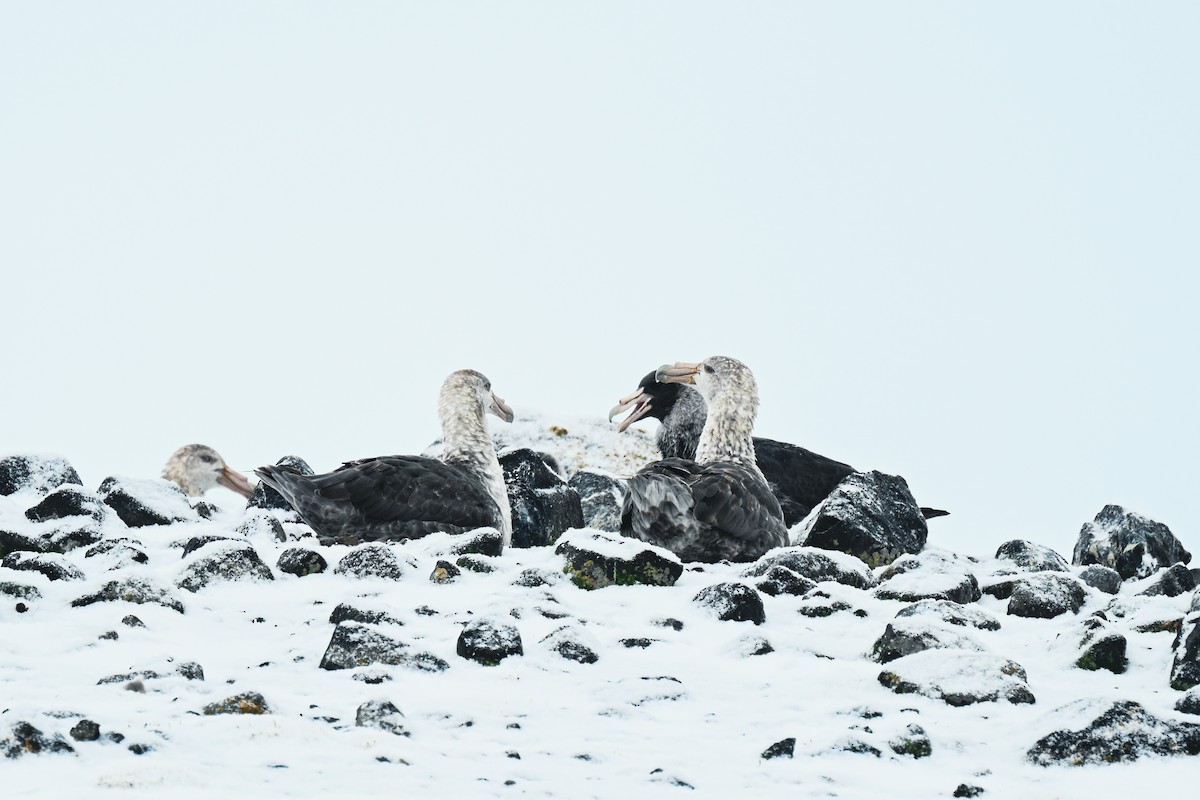 Southern Giant-Petrel - ML646106352
