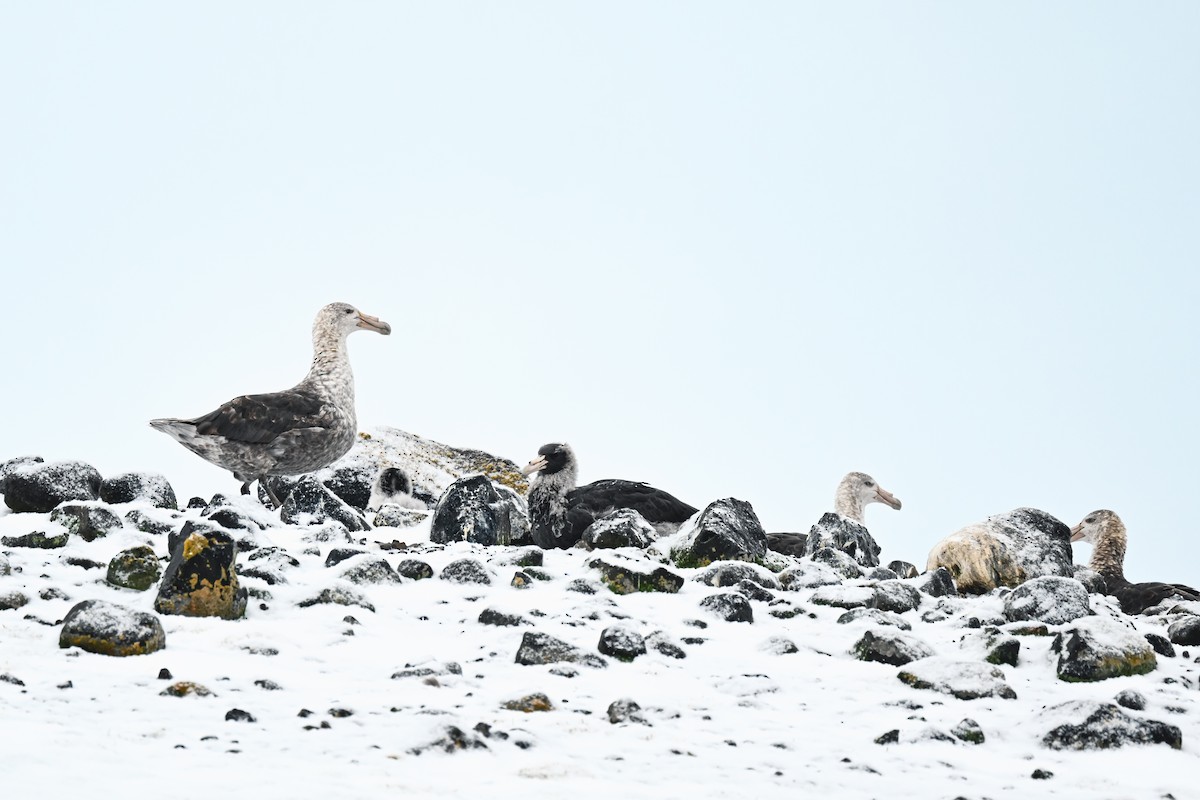 Southern Giant-Petrel - ML646106353