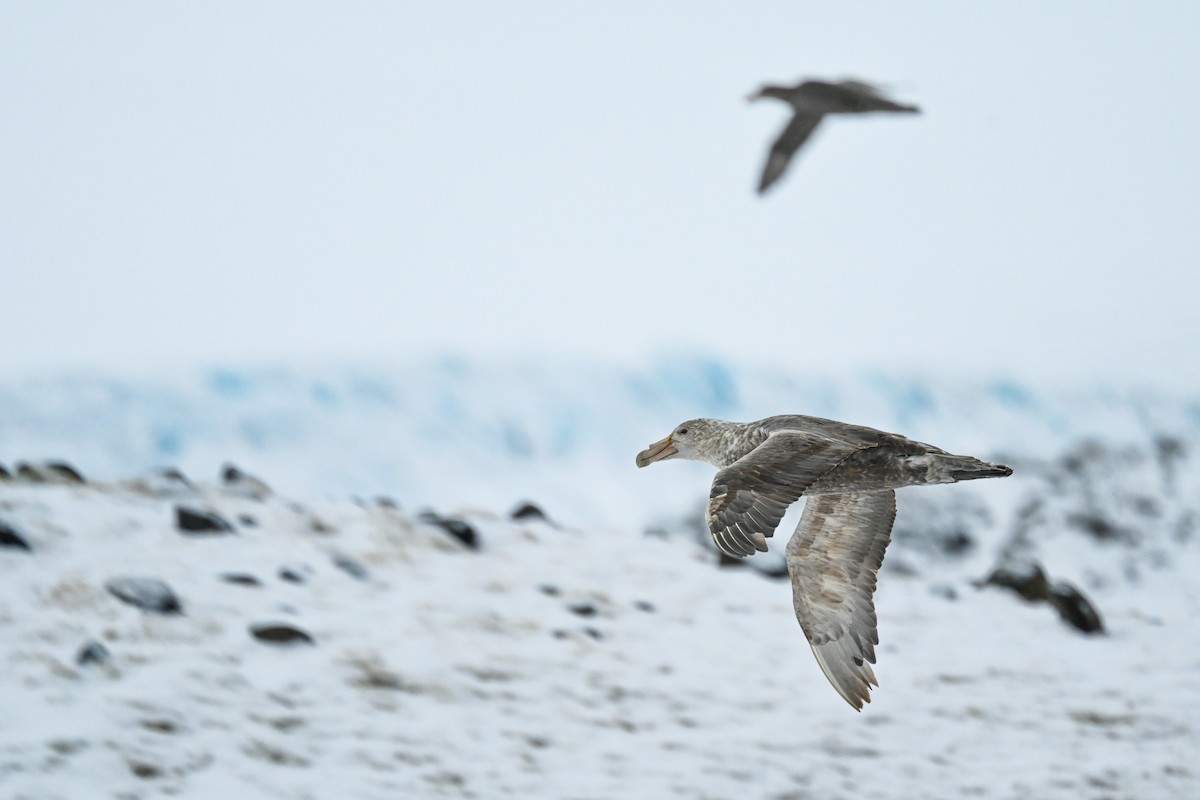 Southern Giant-Petrel - ML646106354