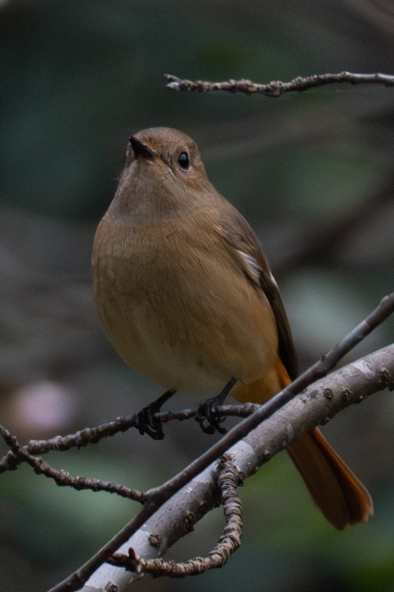 חכלילית סיבירית - ML646106360