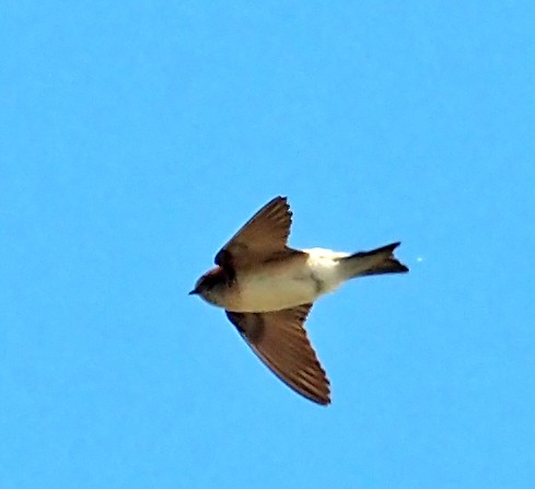 Fairy Martin - ML646106362