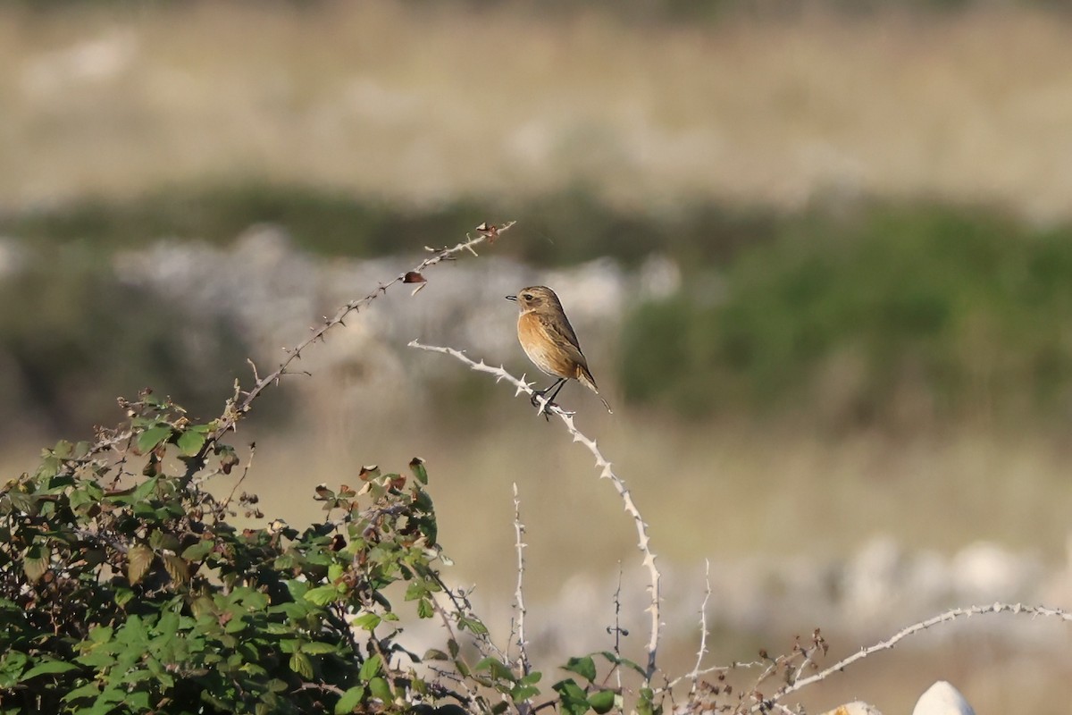 European Stonechat - ML646106368