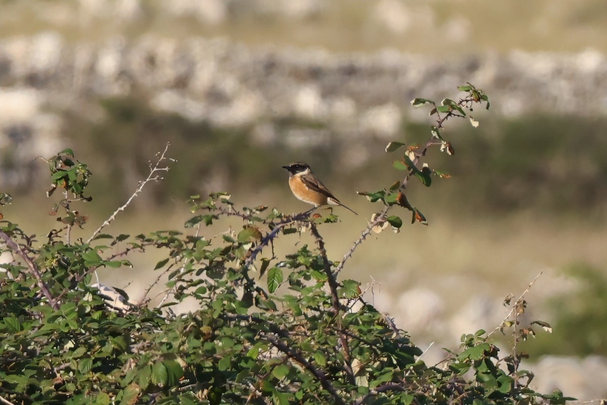 European Stonechat - ML646106369