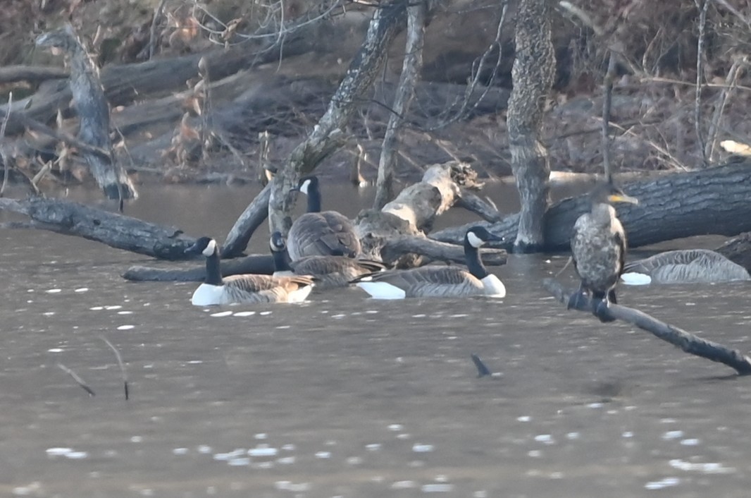 Kanadagans - ML646106375