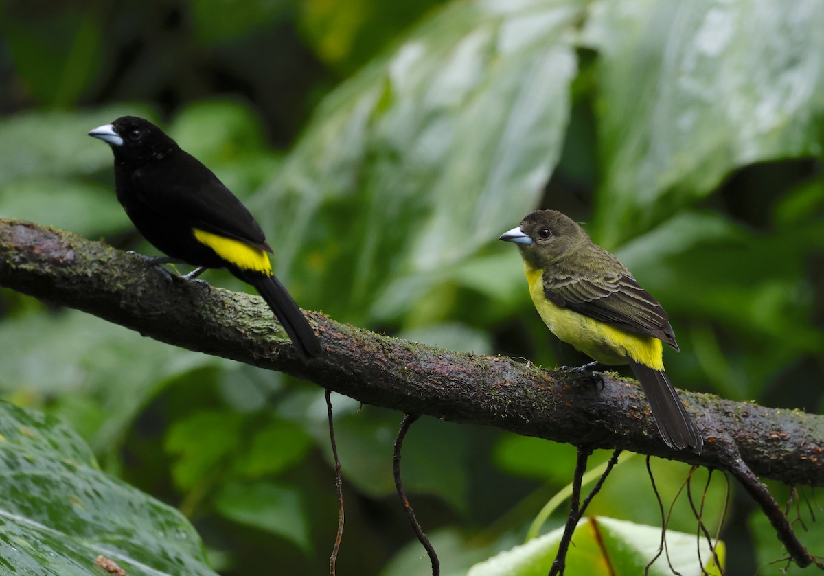 Flame-rumped Tanager - ML646106377