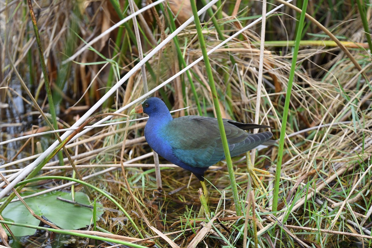 Purple Gallinule - ML646106378