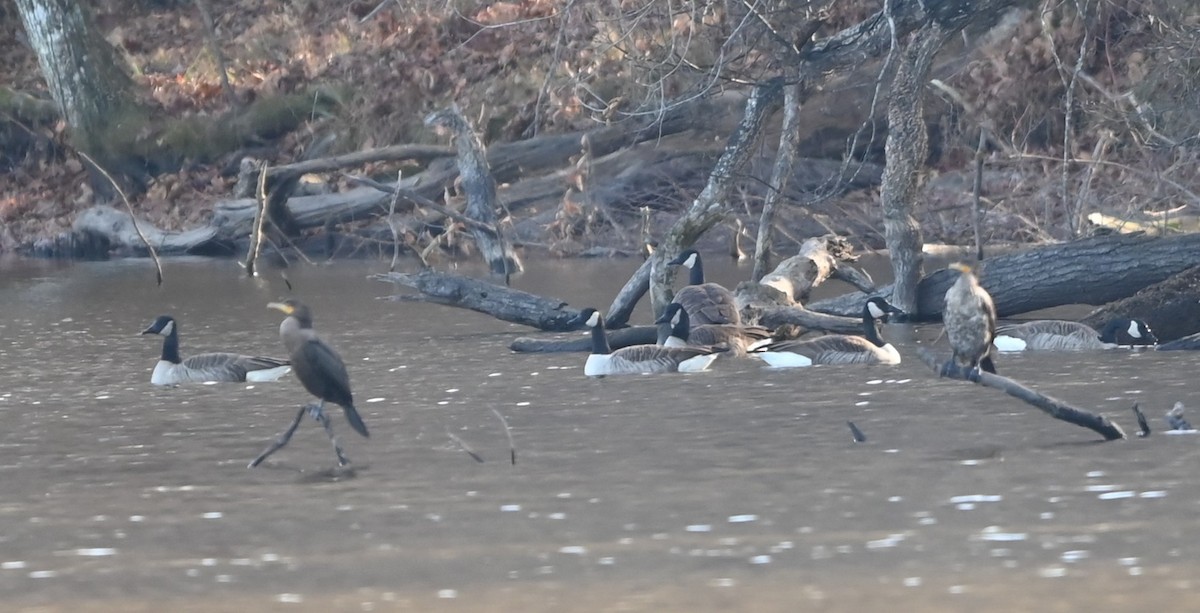 Double-crested Cormorant - ML646106381