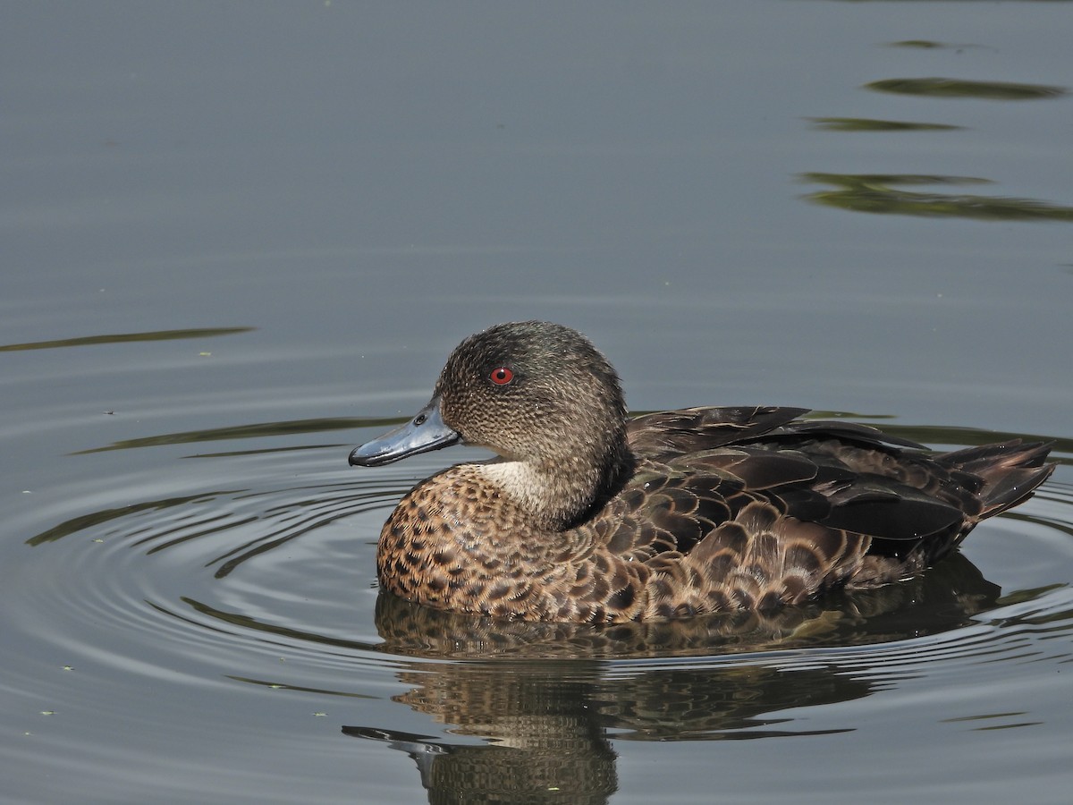 Chestnut Teal - ML646106382