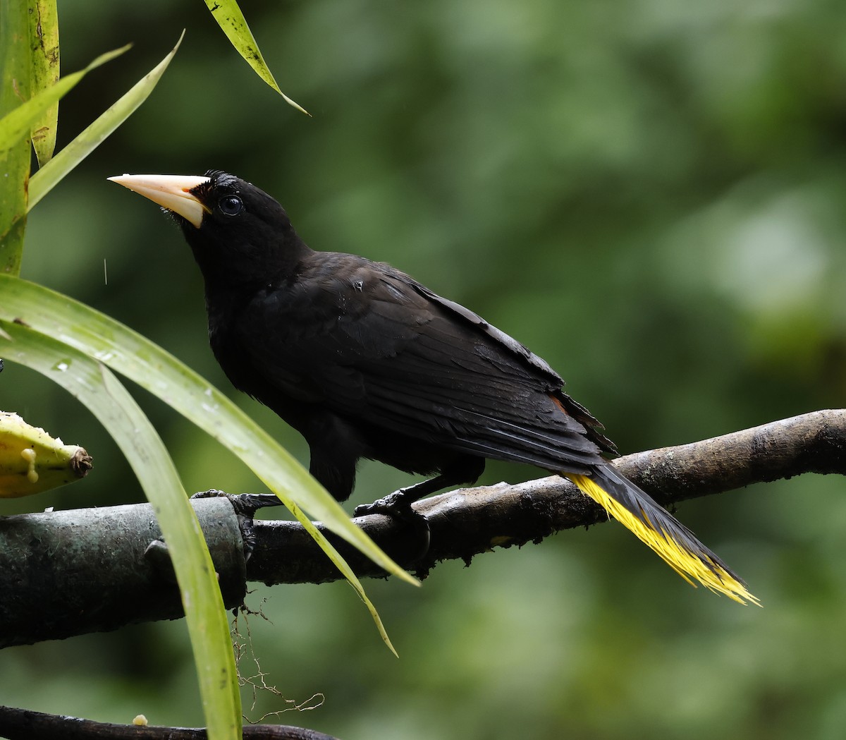 Crested Oropendola - ML646106383
