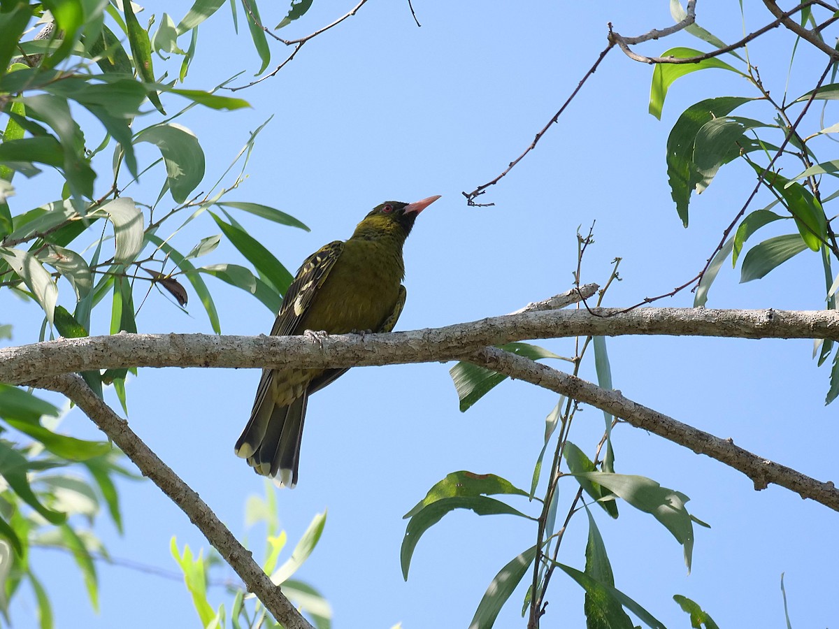 Green Oriole - ML646106385