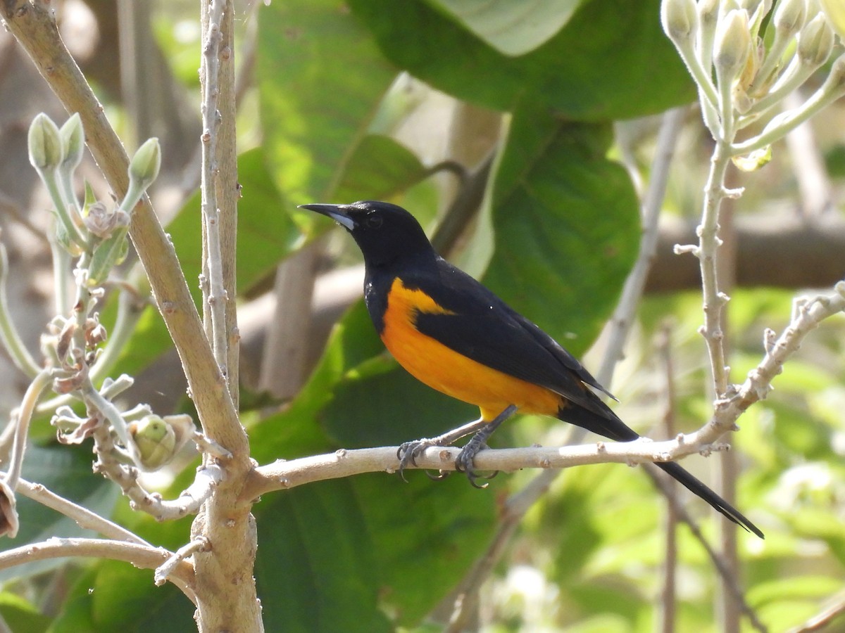 Black-vented Oriole - ML646106386
