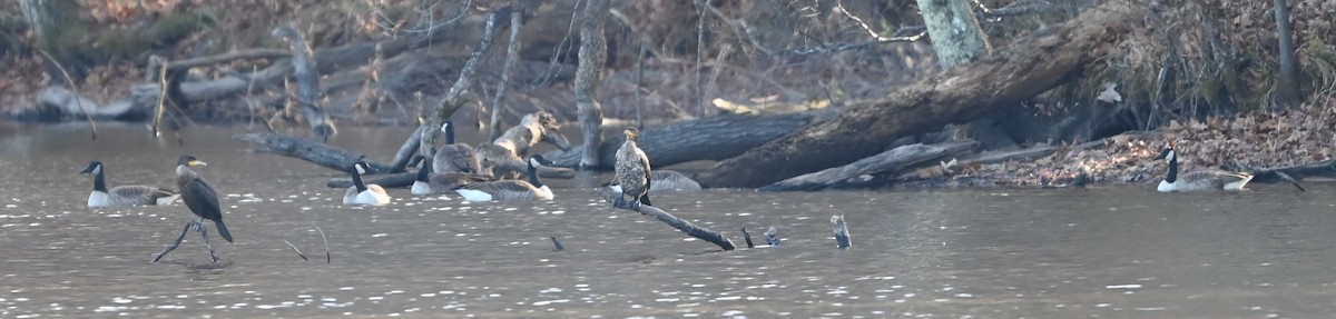 Double-crested Cormorant - ML646106387