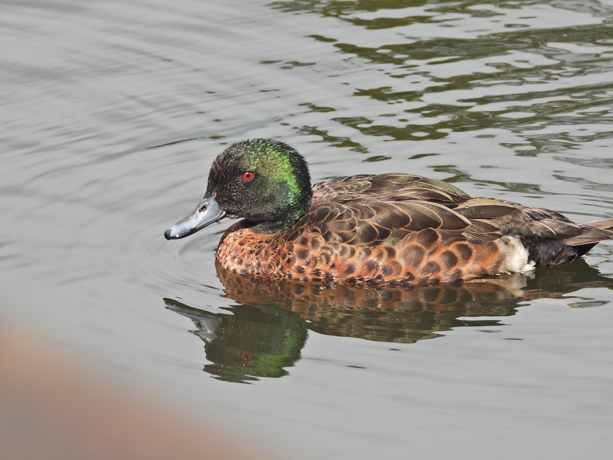 Chestnut Teal - ML646106388