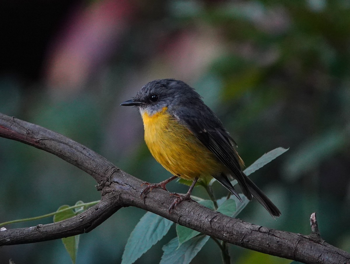 Eastern Yellow Robin - ML646106389