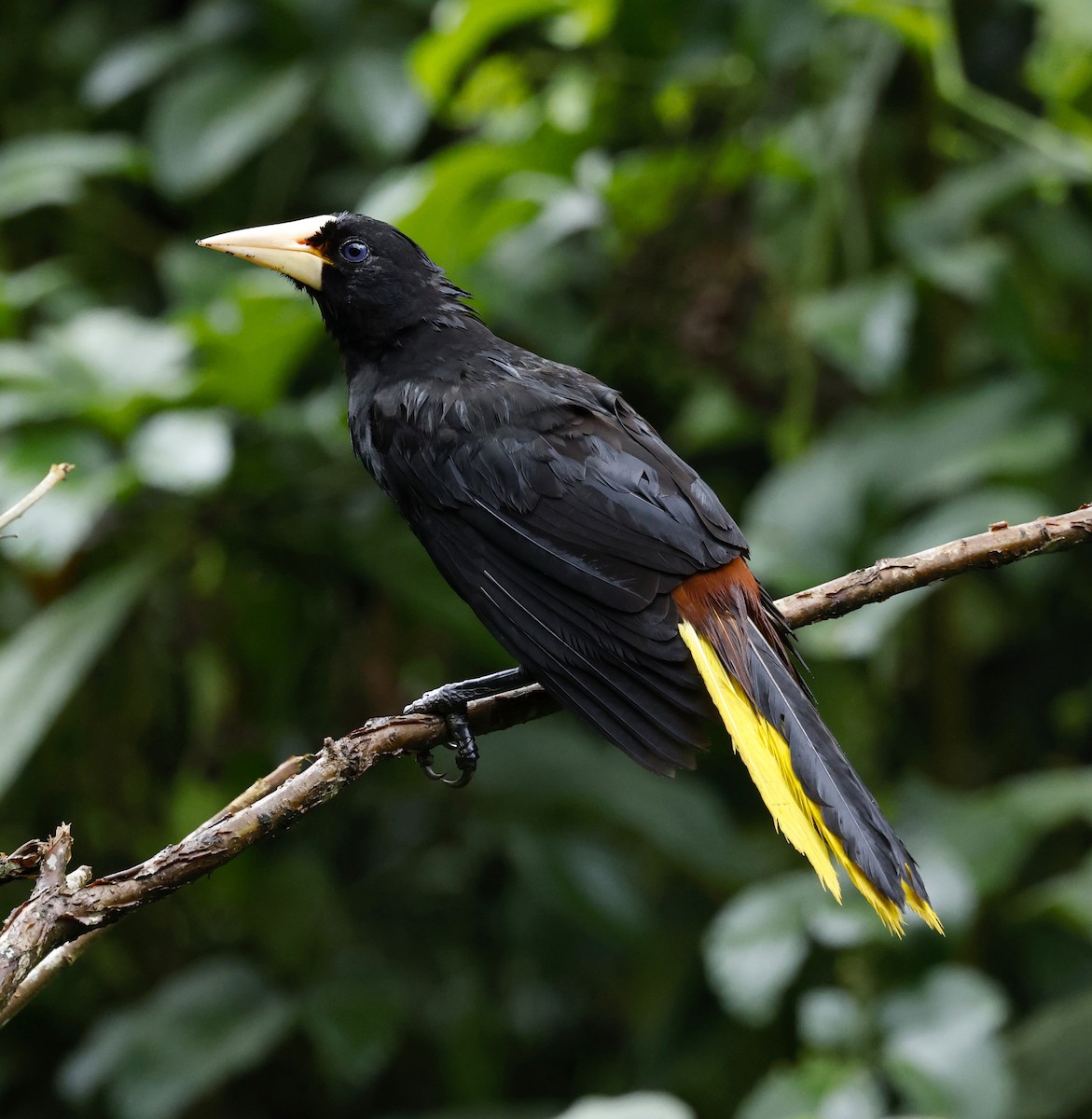 Crested Oropendola - ML646106392