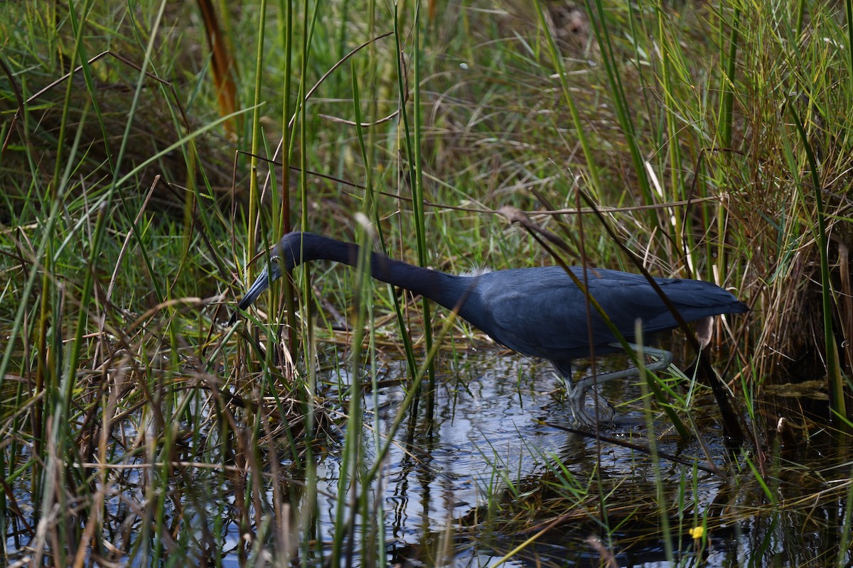 Little Blue Heron - ML646106393