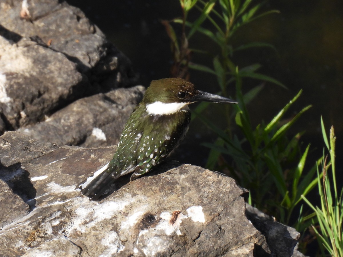 Green Kingfisher - ML646106394