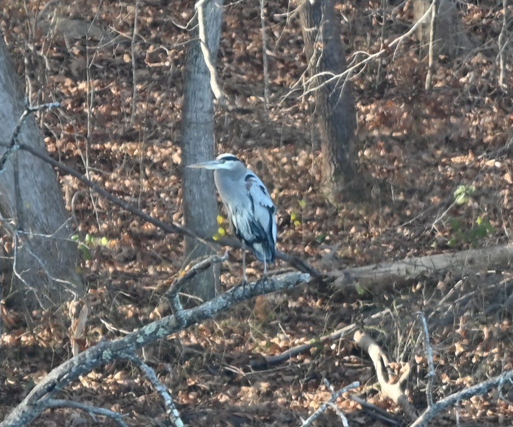 Great Blue Heron - ML646106396