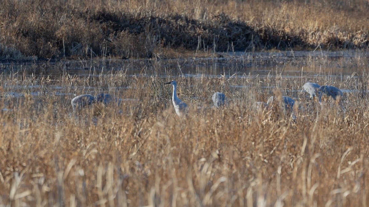 Sandhill Crane - ML646106397