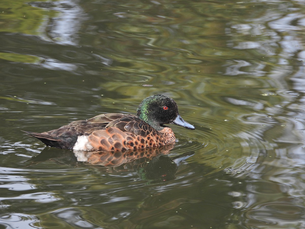 Chestnut Teal - ML646106398