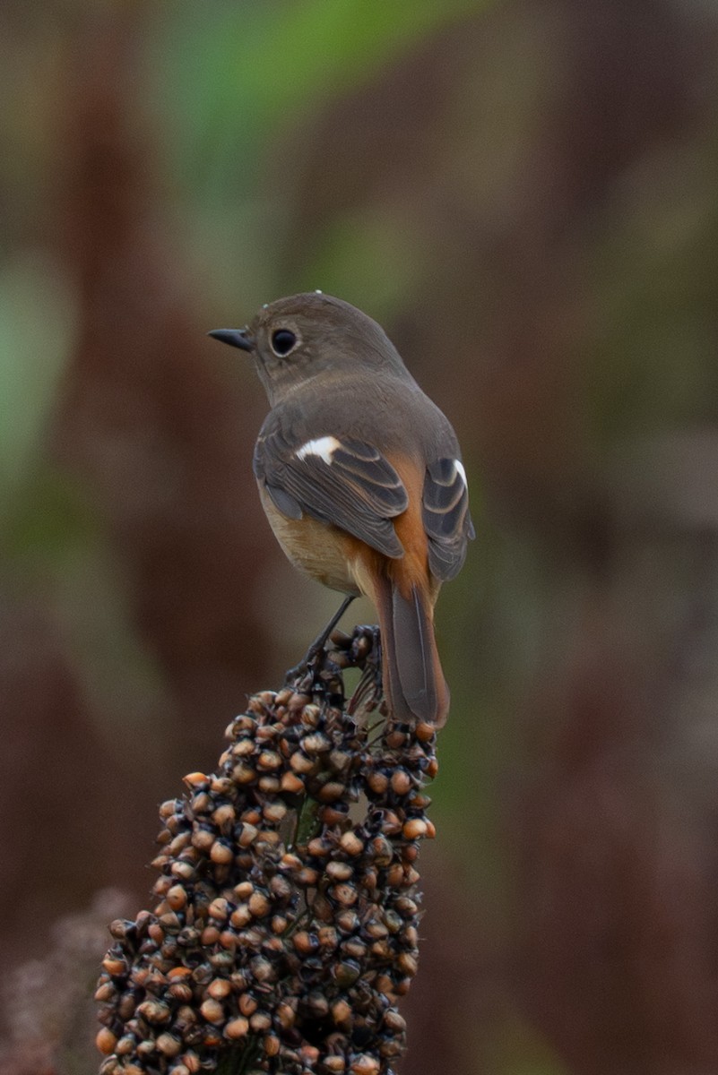 Daurian Redstart - ML646106399