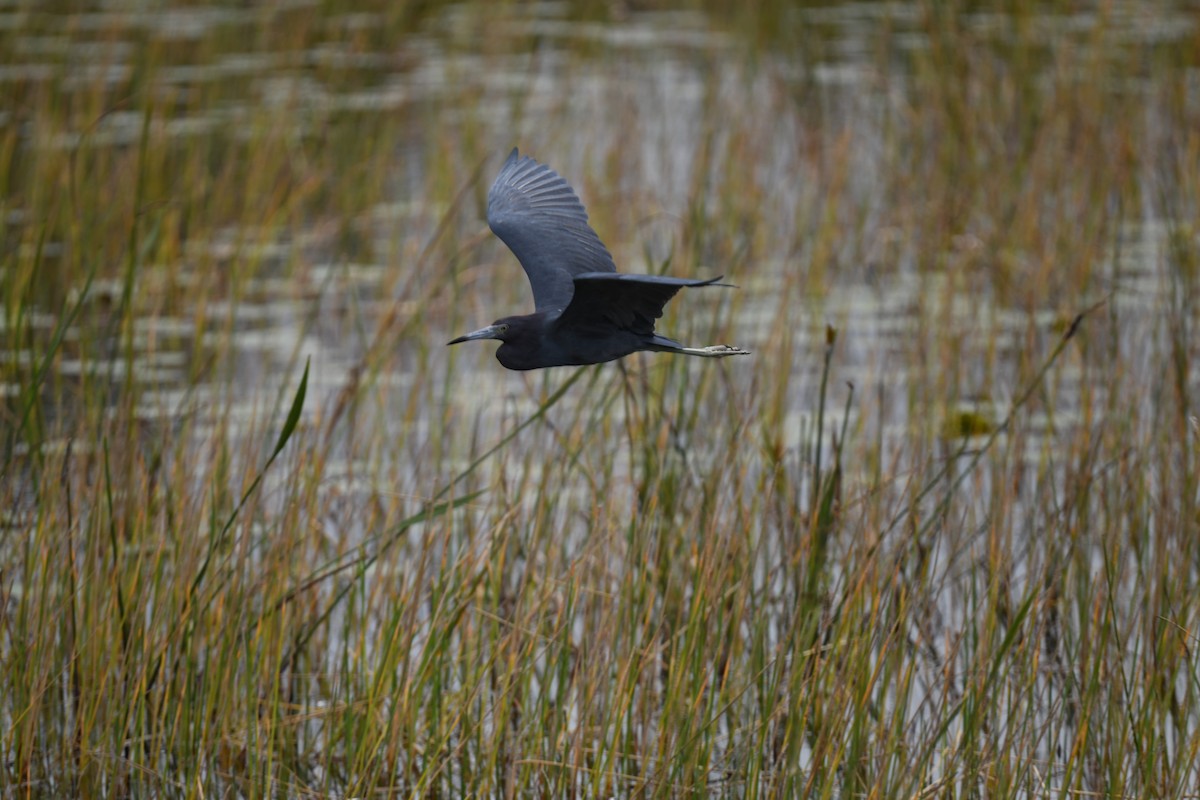 Little Blue Heron - ML646106400