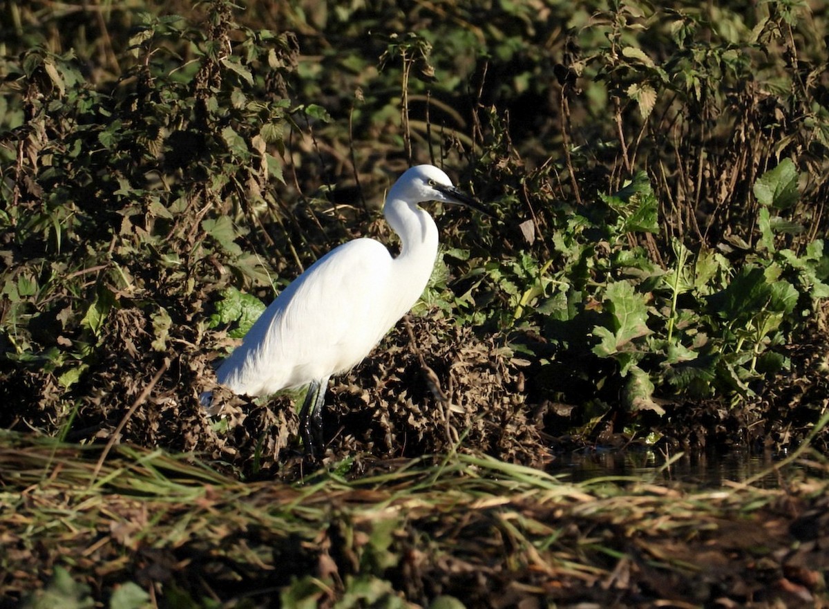 Little Egret (Western) - ML646106401