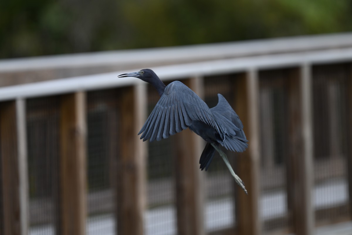 Little Blue Heron - ML646106402