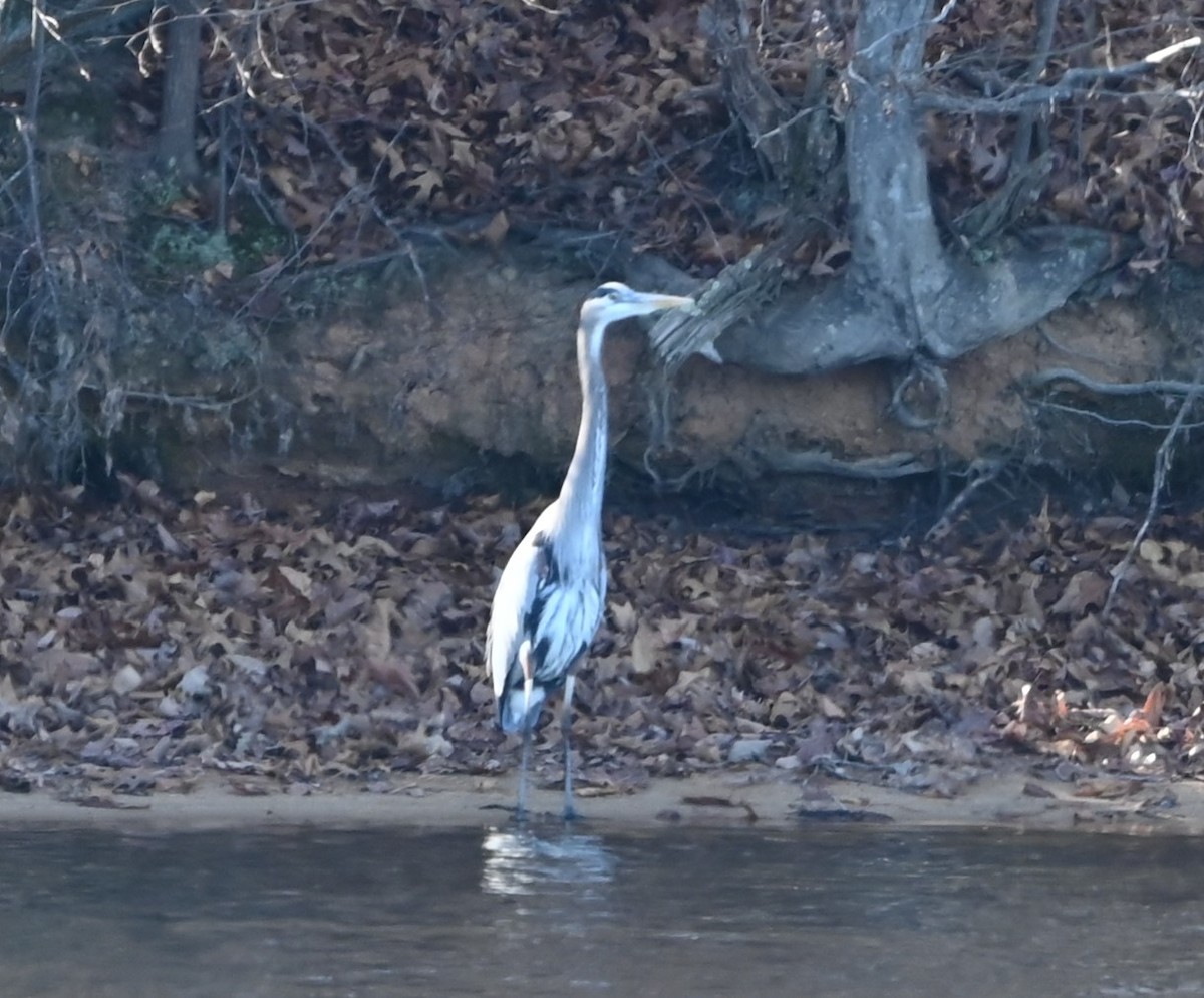 Great Blue Heron - ML646106404