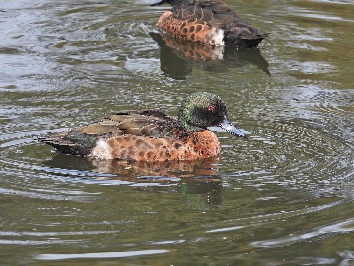 Chestnut Teal - ML646106406