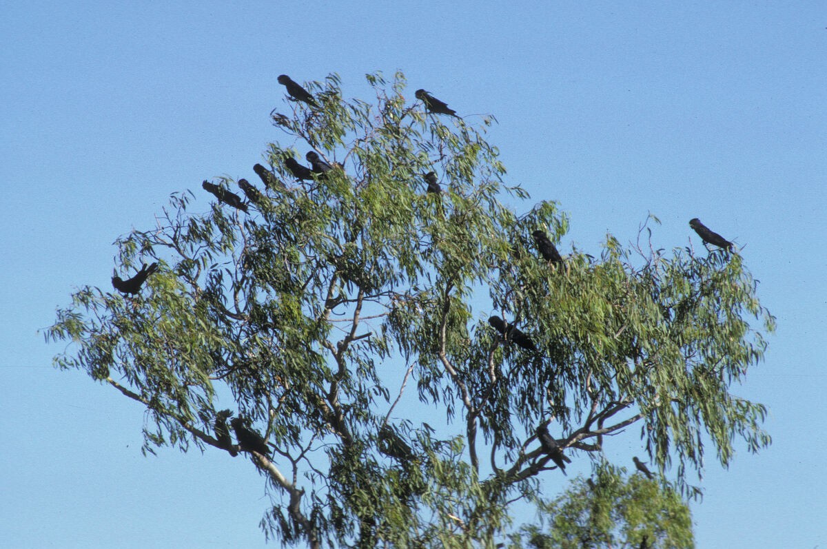 Red-tailed Black-Cockatoo - ML646106407