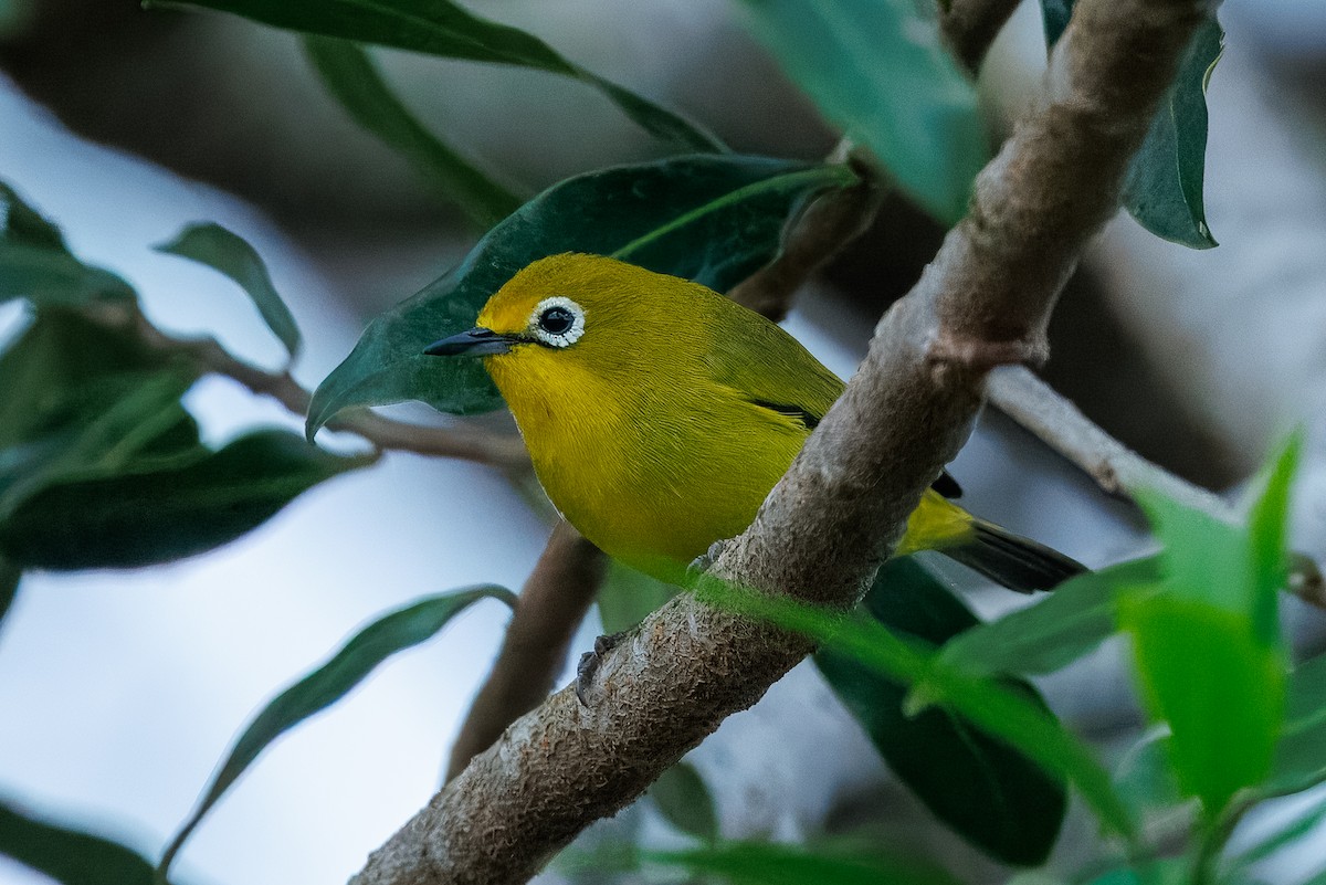 Southern Yellow White-eye - ML646106408