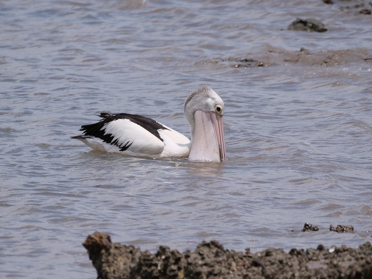 Australian Pelican - ML646106409