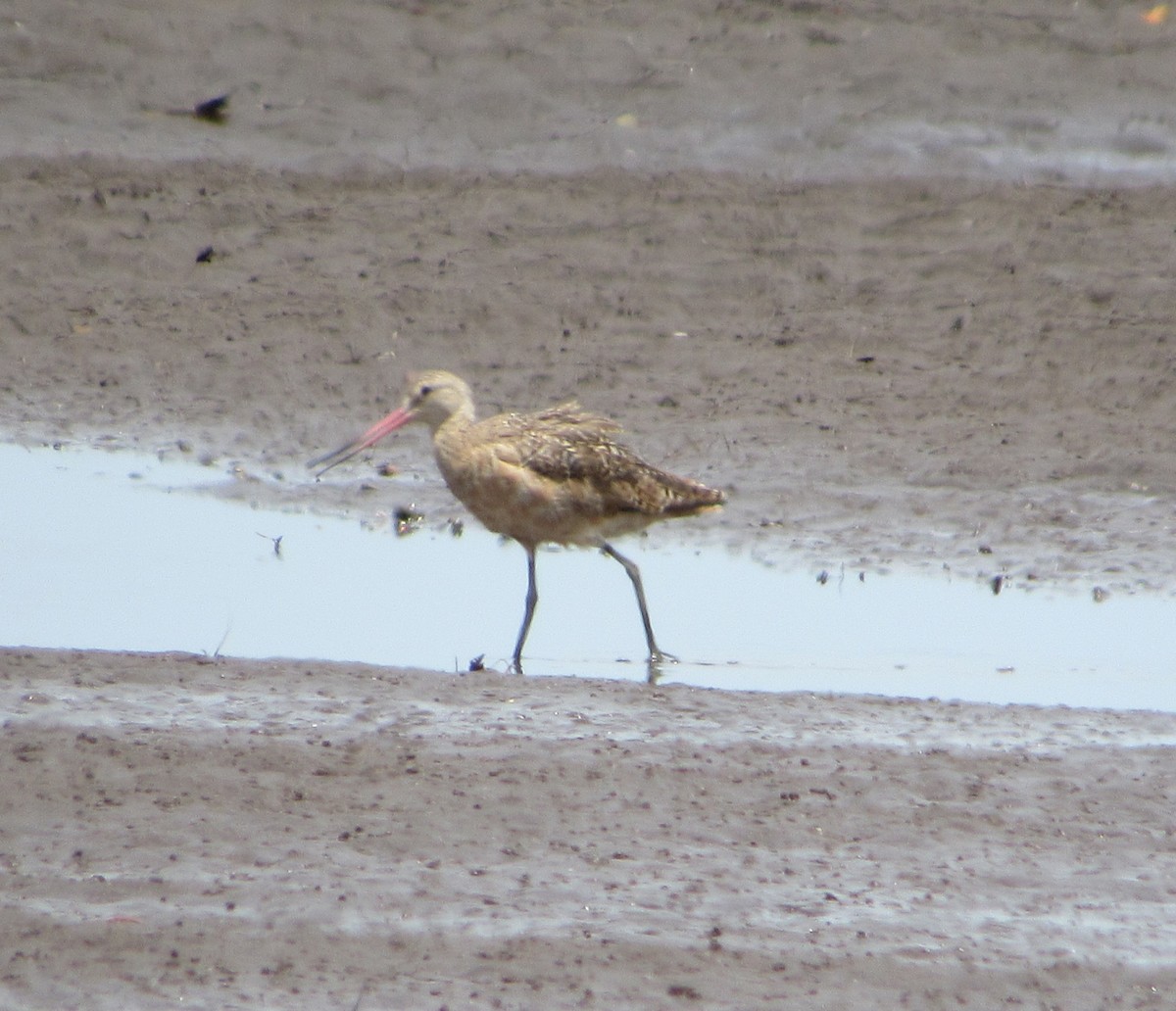 Marbled Godwit - Leticia Andino Biologist and Birding Tour Guide