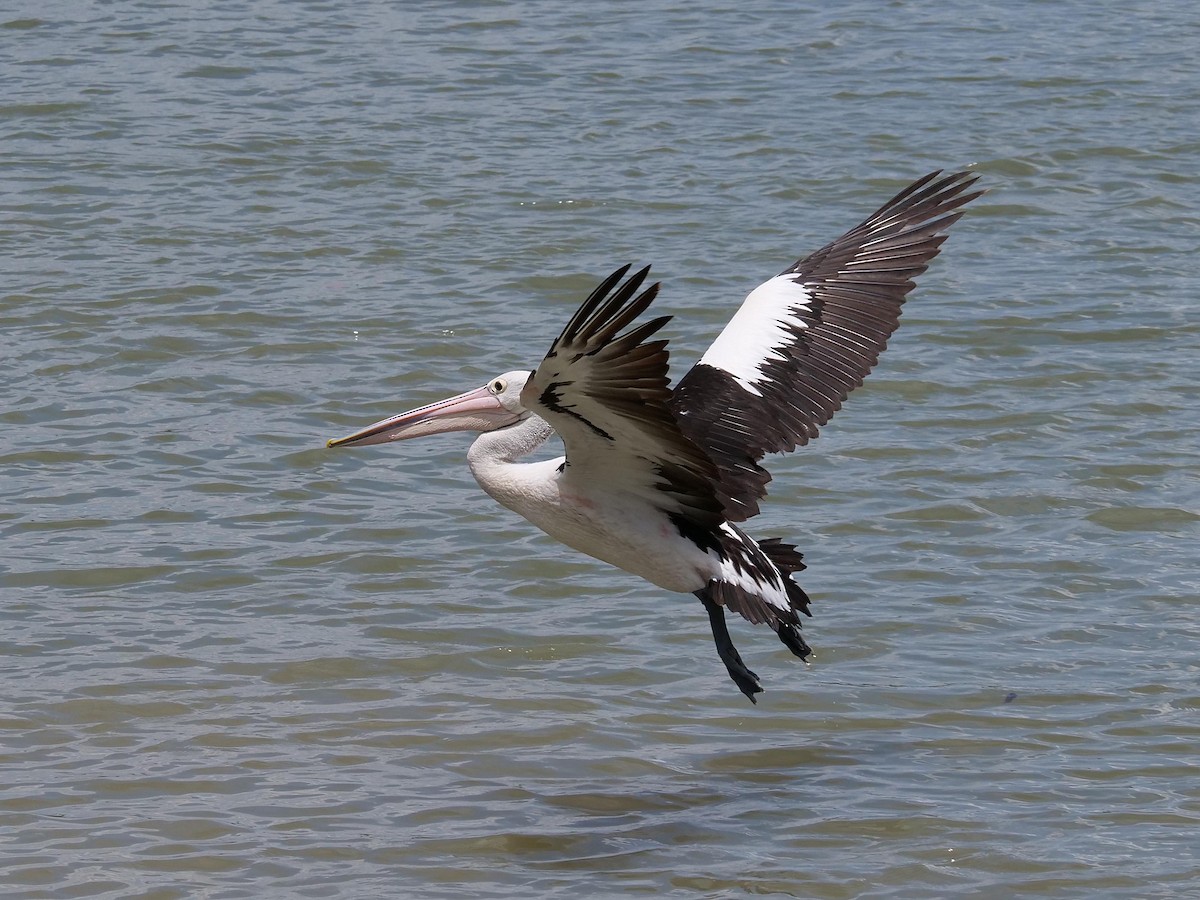 Australian Pelican - ML646106410