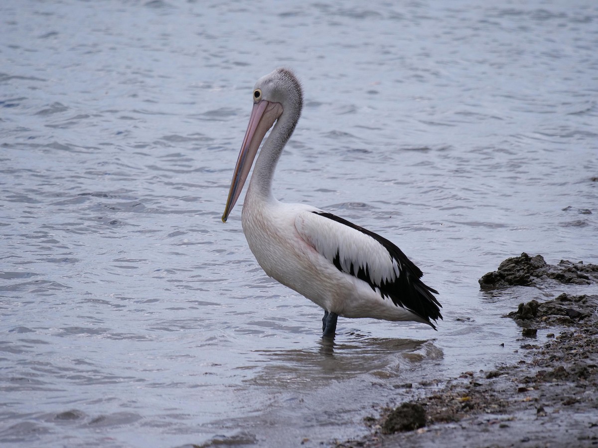 Australian Pelican - ML646106411