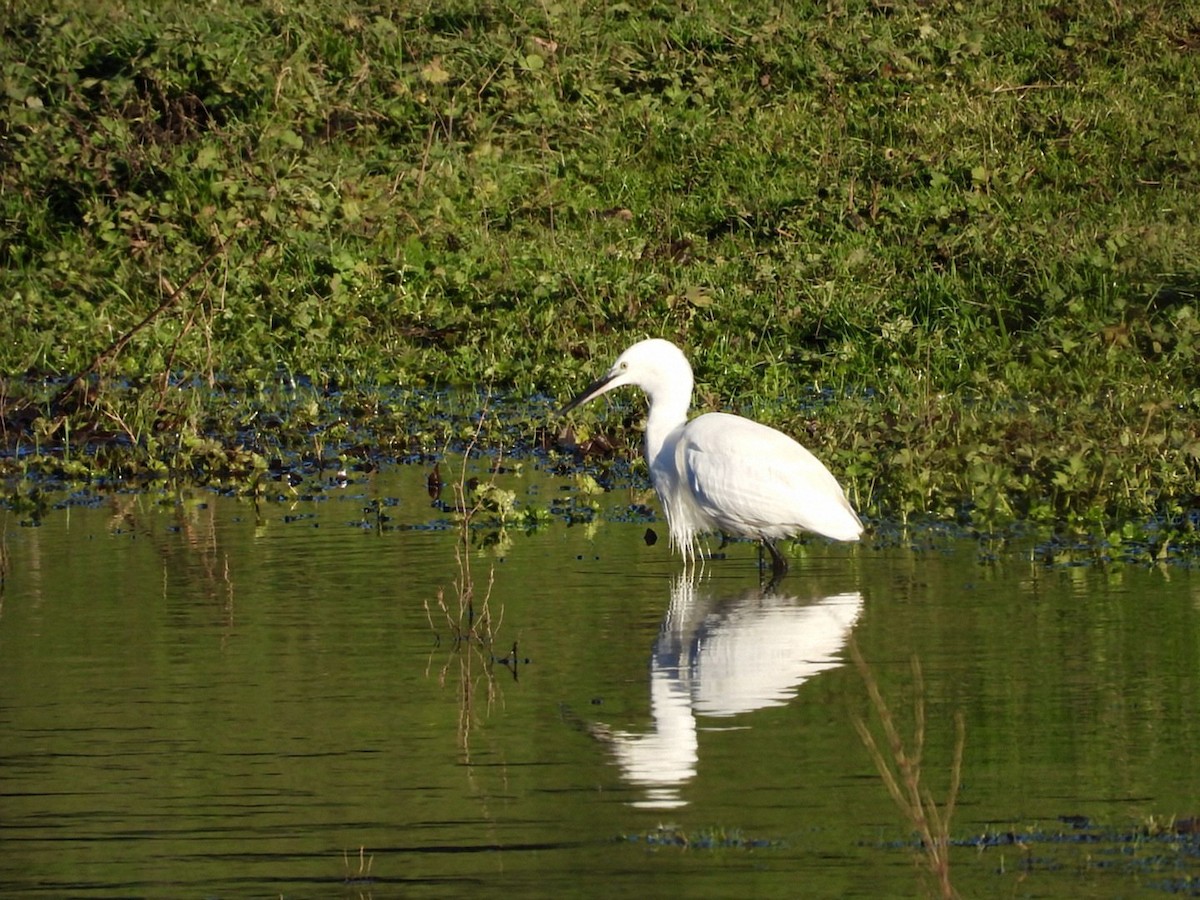 Little Egret (Western) - ML646106414