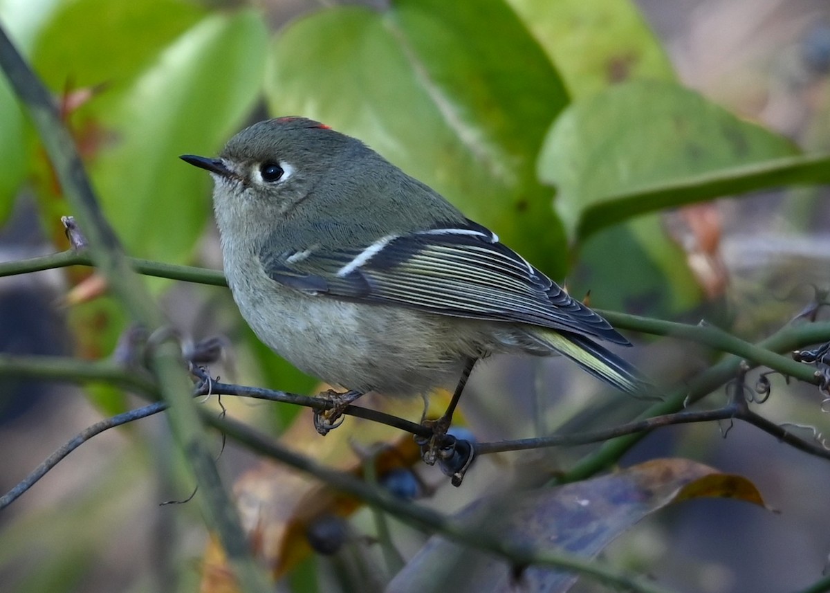 Ruby-crowned Kinglet - ML646106416