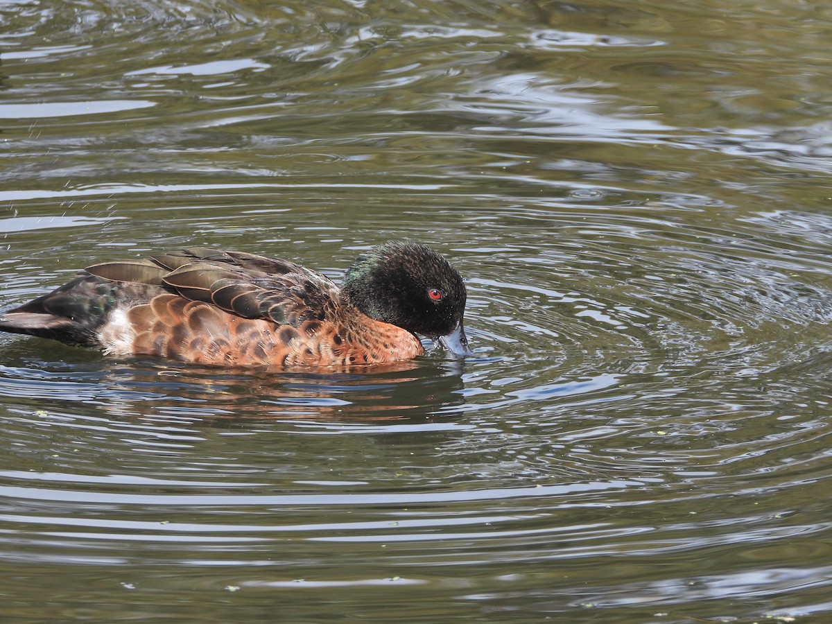 Chestnut Teal - ML646106419