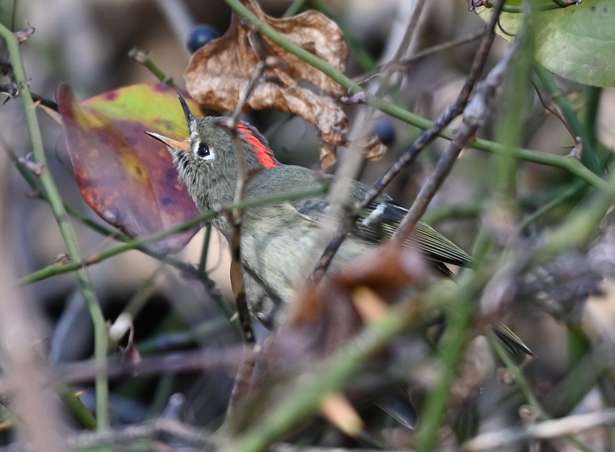 Золотомушка рубіновочуба - ML646106420