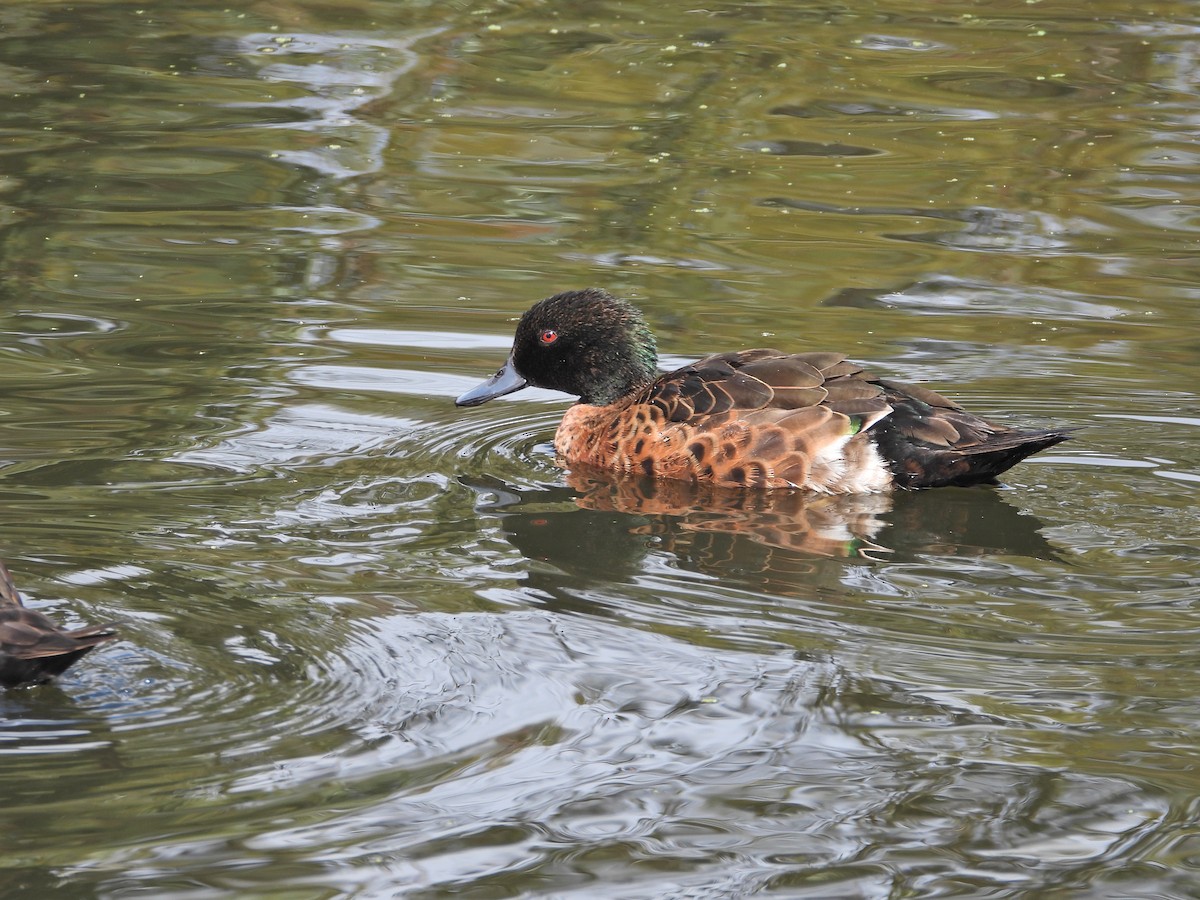 Chestnut Teal - ML646106421
