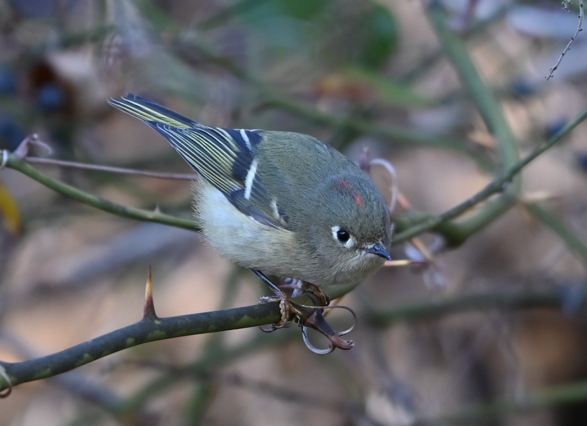 Золотомушка рубіновочуба - ML646106422