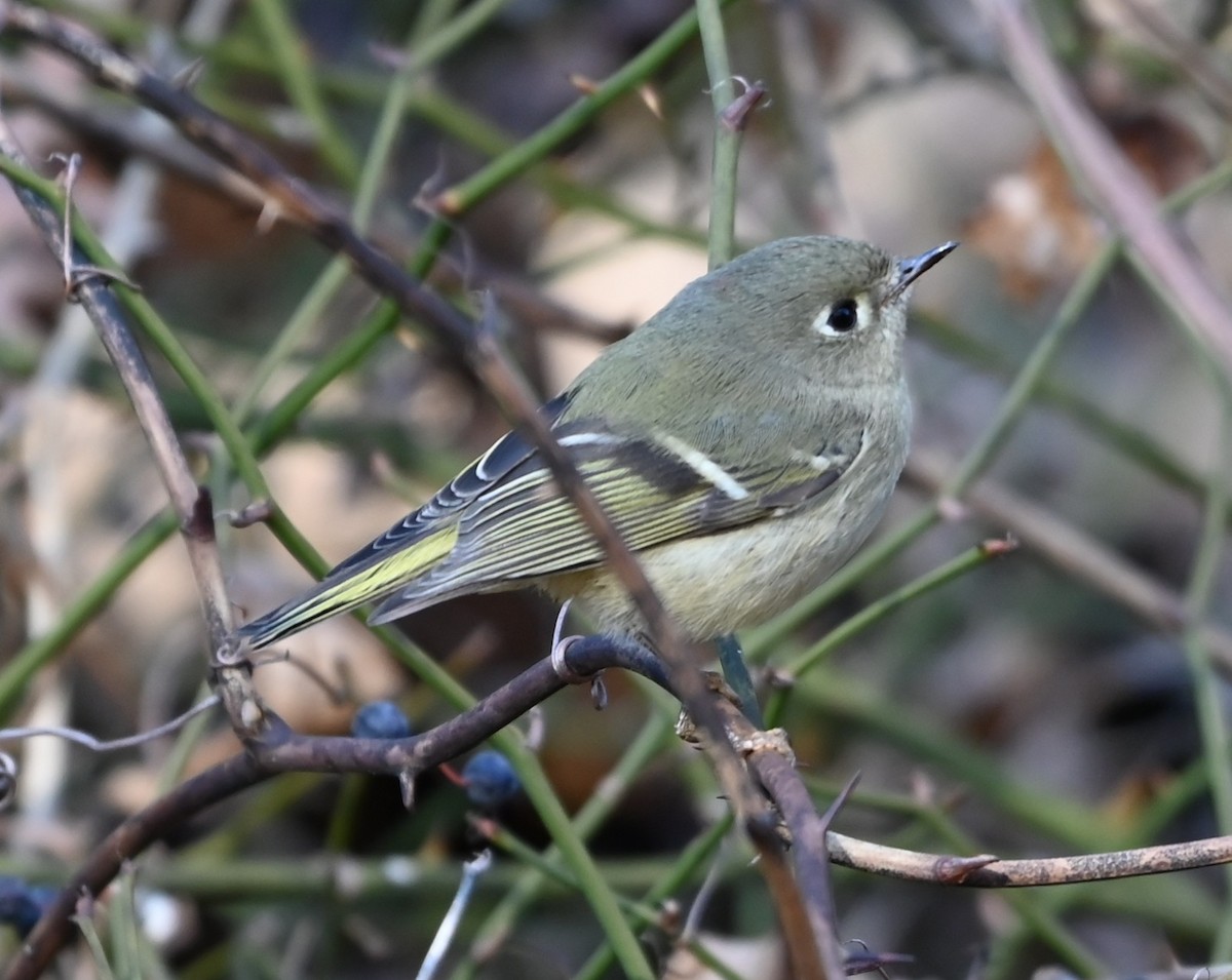 Золотомушка рубіновочуба - ML646106424