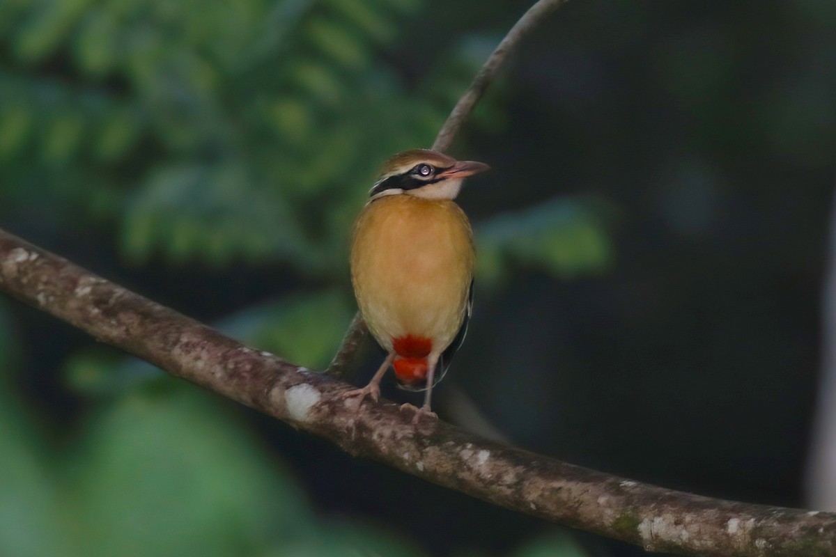 インドヤイロチョウ - ML646106428