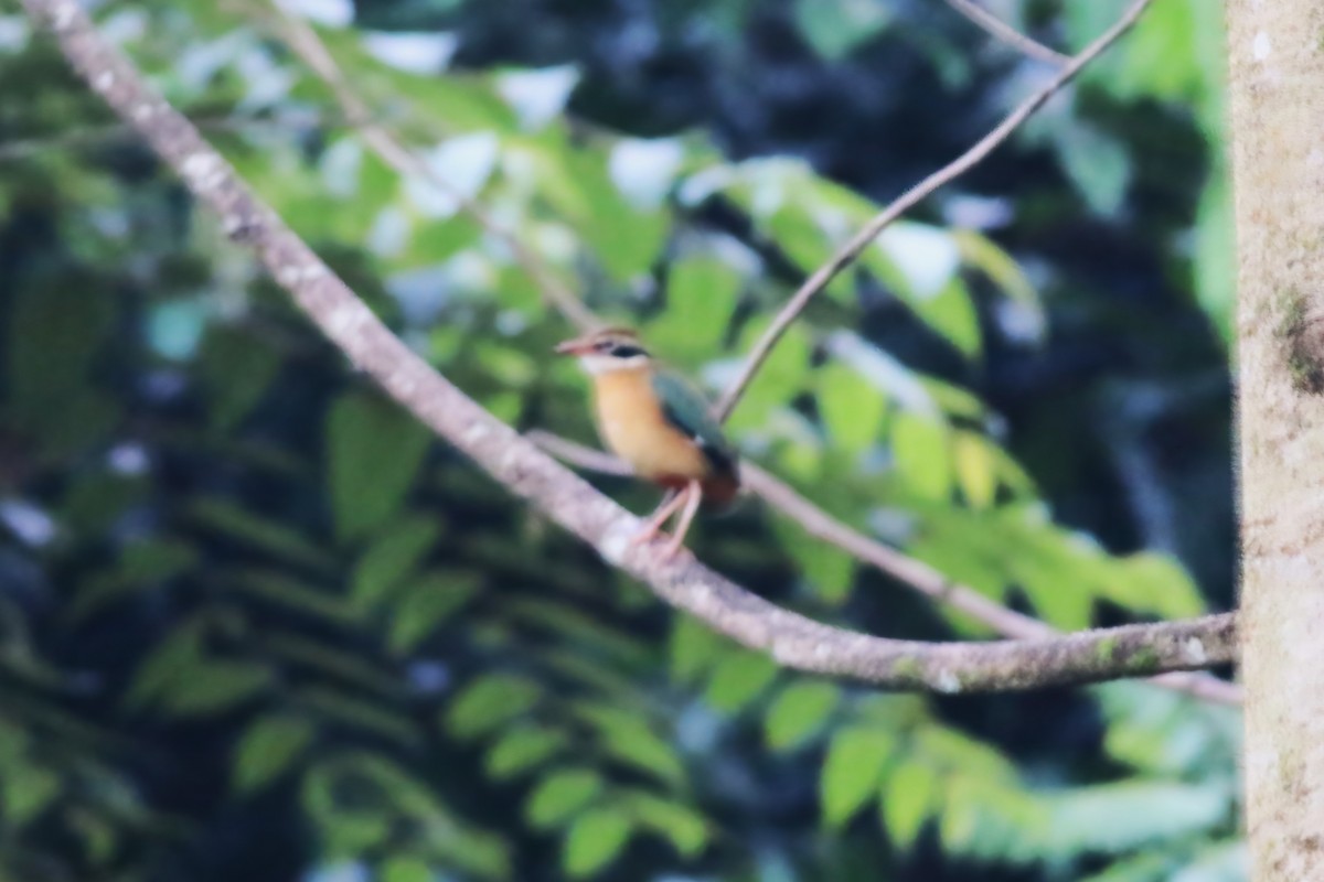 インドヤイロチョウ - ML646106429